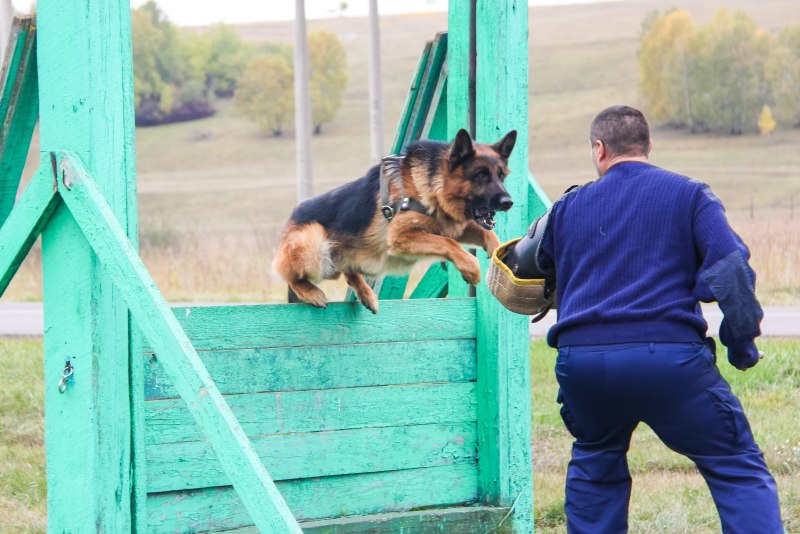 Дрессура служебных собак
