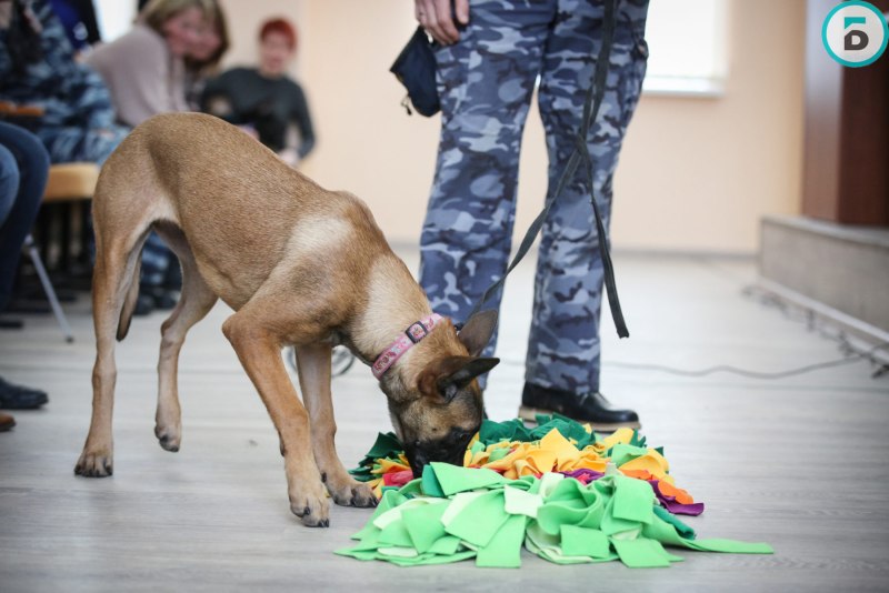Выставка собак в Балашихе