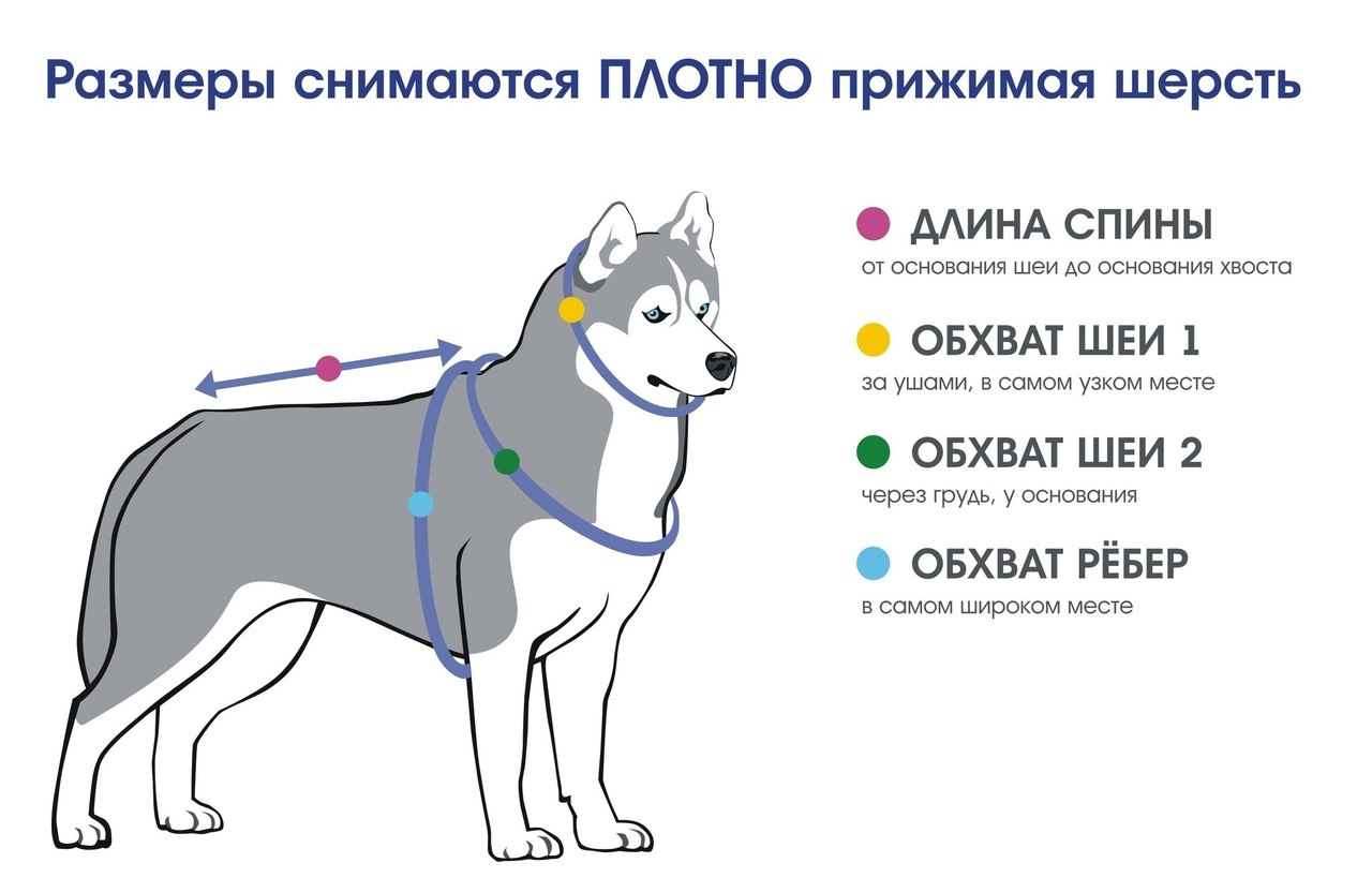 Как правильно подобрать собаку. Как измерить параметры собаки для шлейки. Как выбрать шлейку для собаки по размеру правильно. Как измерить размер шлейки для собаки хаски. Размер шлейки для собак таблица размеров хаски.