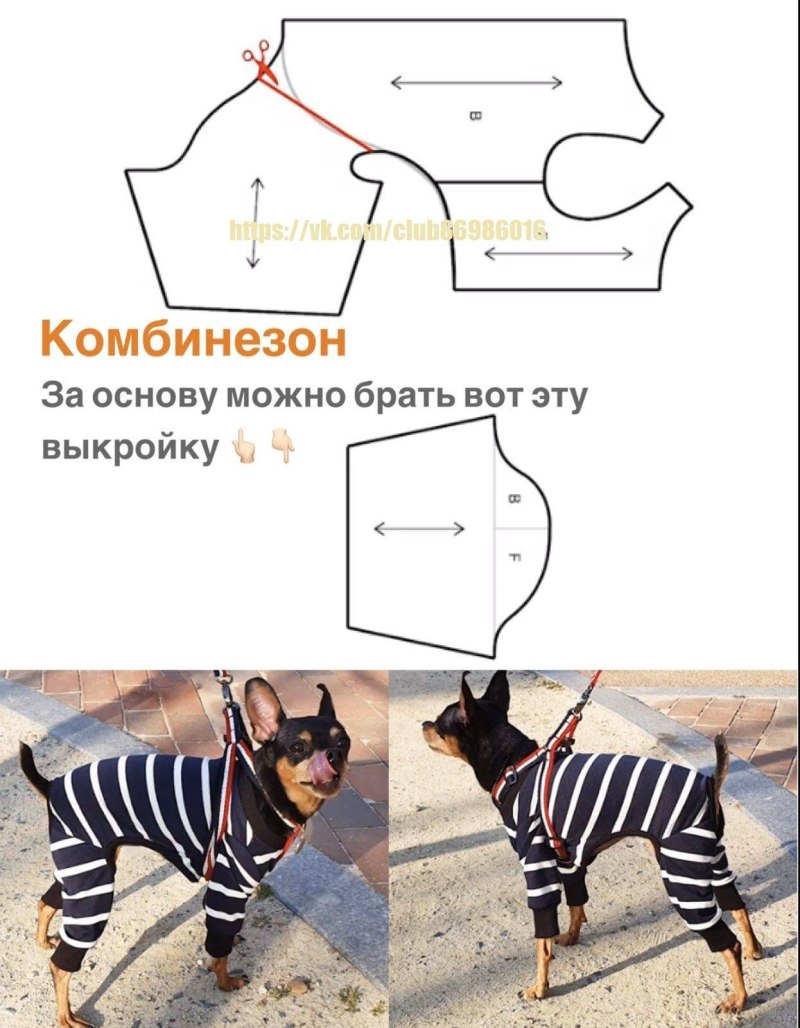 Выкройки одежды для собак мелких пород своими руками той терьер