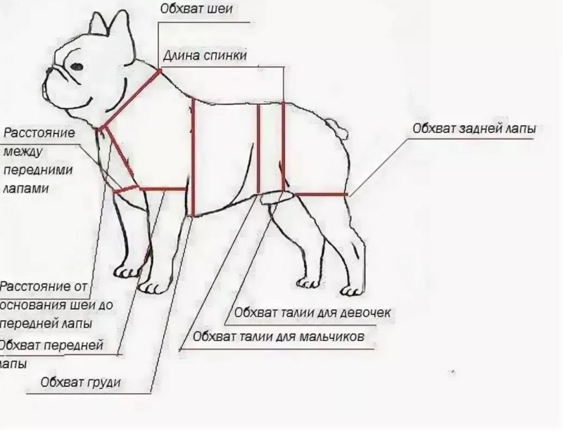 Выкройка собачьей одежды для французского бульдога