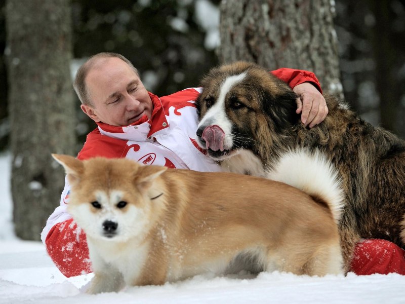 Акита ину Путина Юмэ