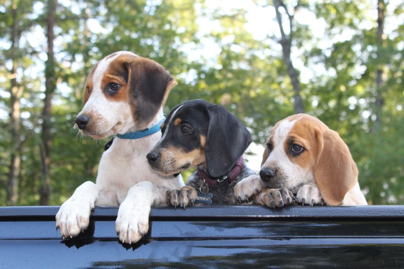 Bluetick Coonhound