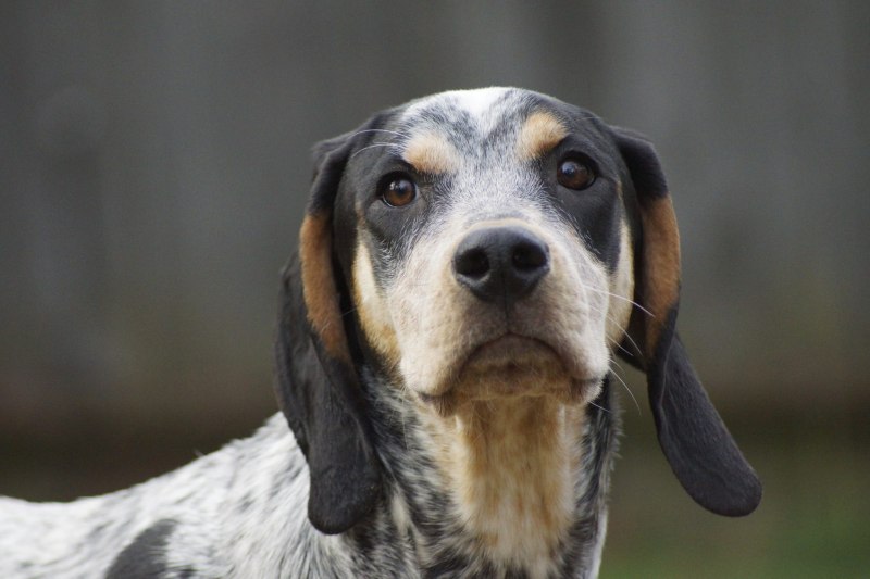 Bluetick Coonhound