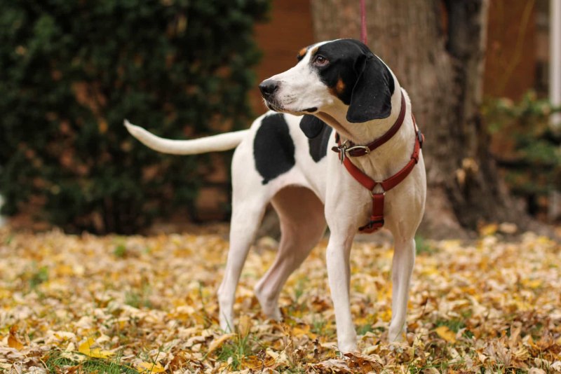 Walker Hound порода