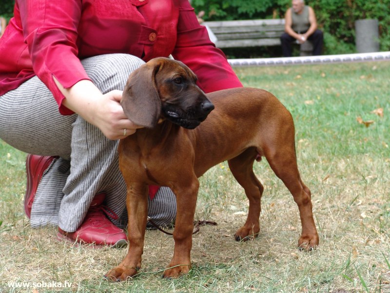 Баварская Горная гончая Bavarian Mountain Scent Hound