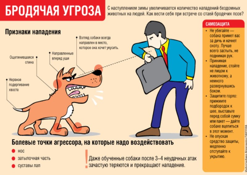 Правила поведения при нападении собаки