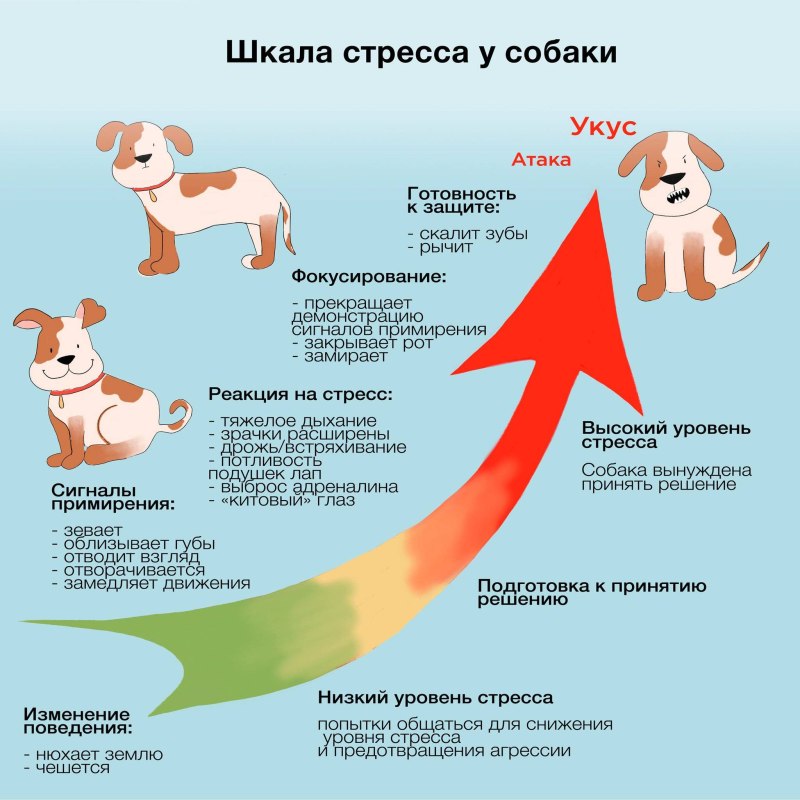 Шкала стресса у собак