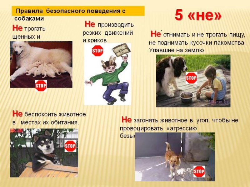 Правила поведения с животными