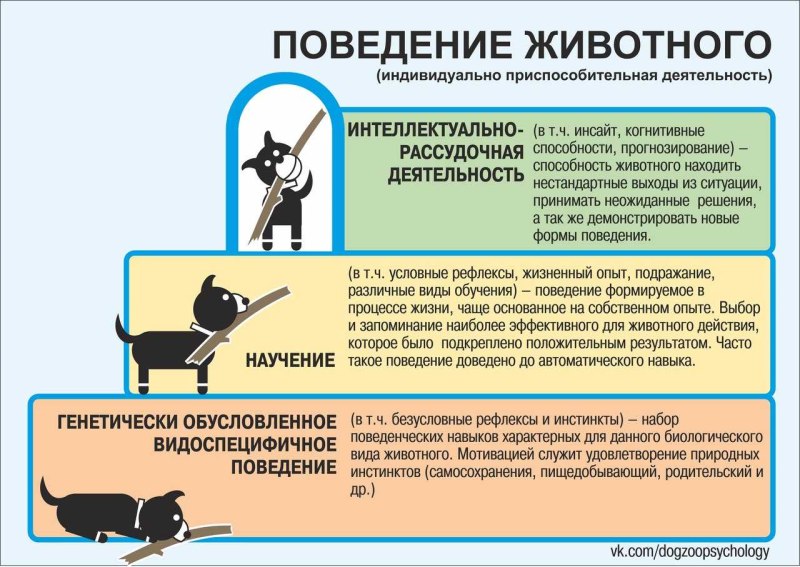 Типы поведения животных