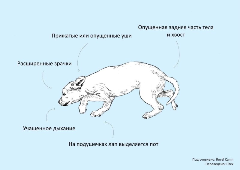 Положение тела собаки
