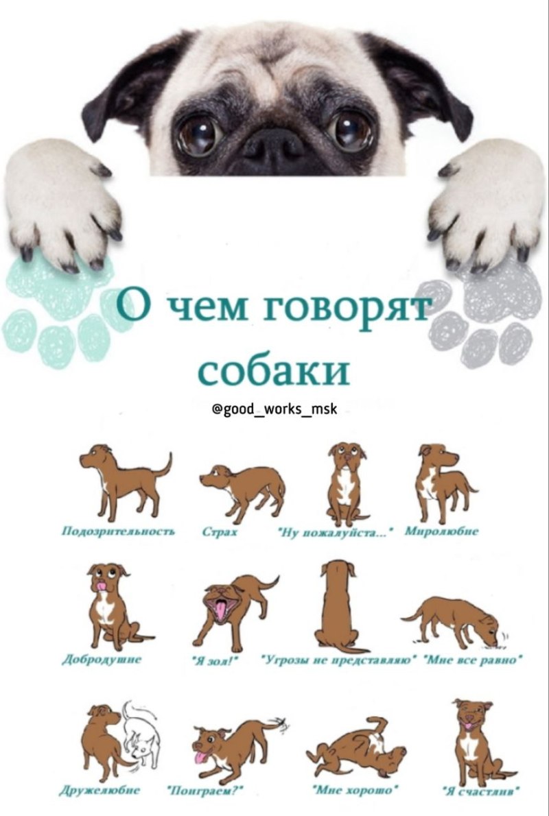 Поведение собак в картинках