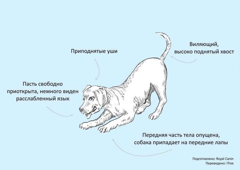 Язык тела собаки
