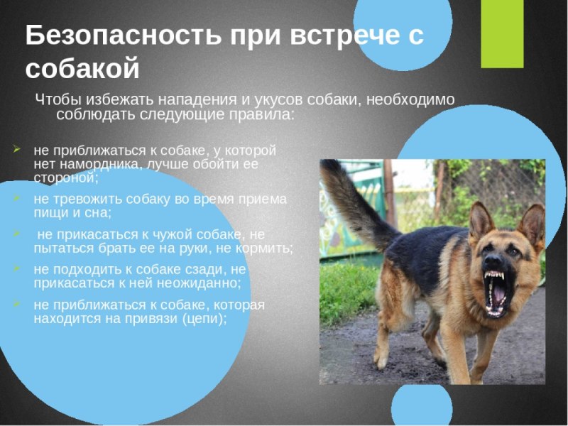 Безопасность с собаками