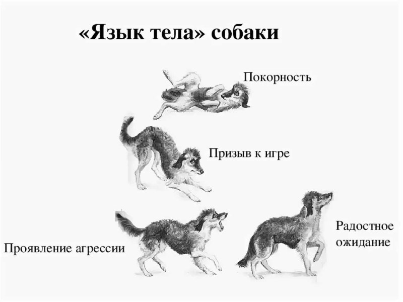 Язык тела собаки