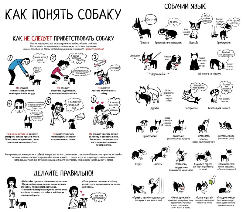 Язык собак как понять