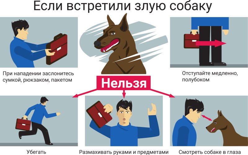 Правила поведения при встрече с собакой