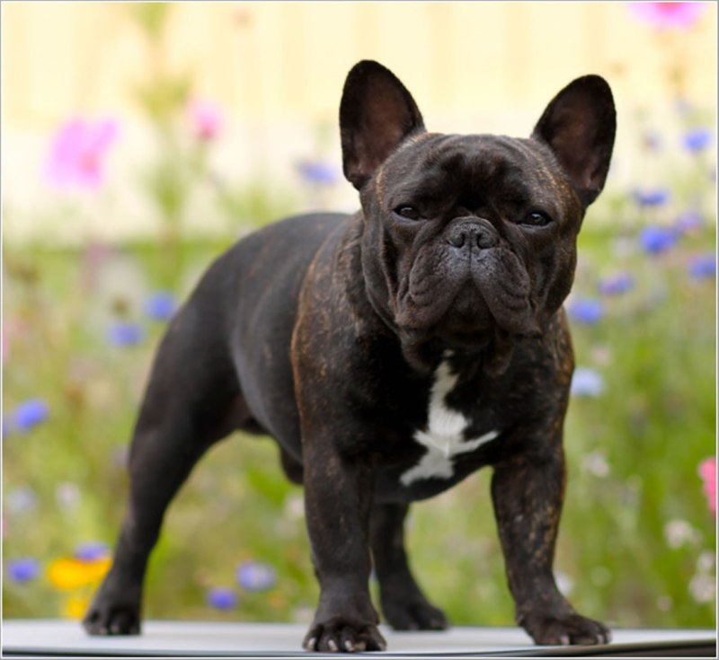 Французский бульдог Brindle