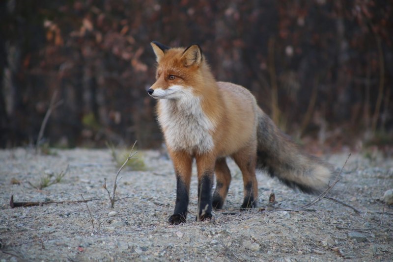 Lycalopex culpaeus