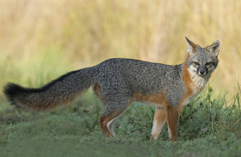 Lycalopex griseus