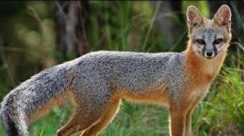 Островная лисица Urocyon littoralis