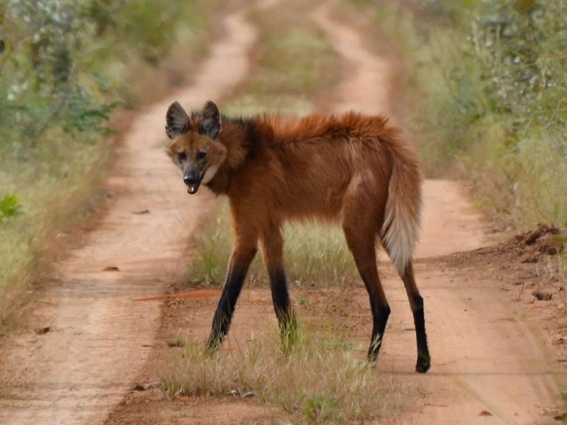 Островная лисица Urocyon littoralis