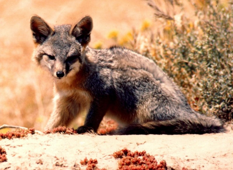 Островная лисица Urocyon littoralis