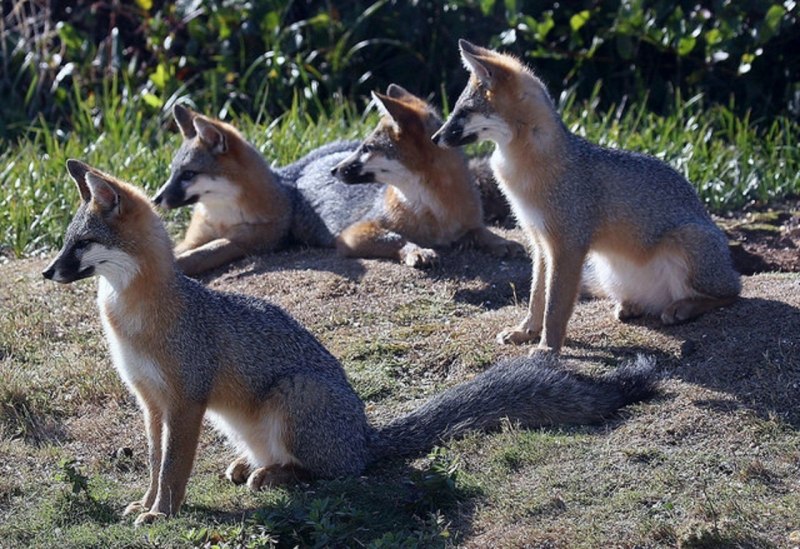 Hoary Fox