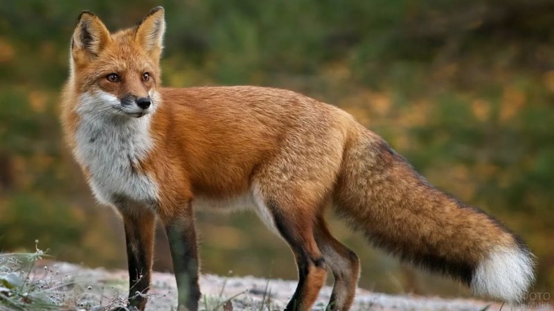 Пампасская лисица Южной Америки