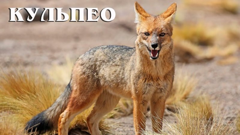 Лиса окрас крестовка