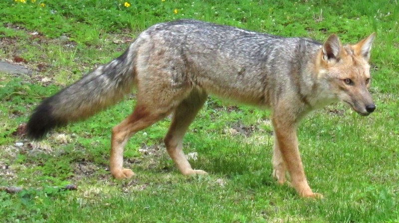 Пампасская лисица Южной Америки