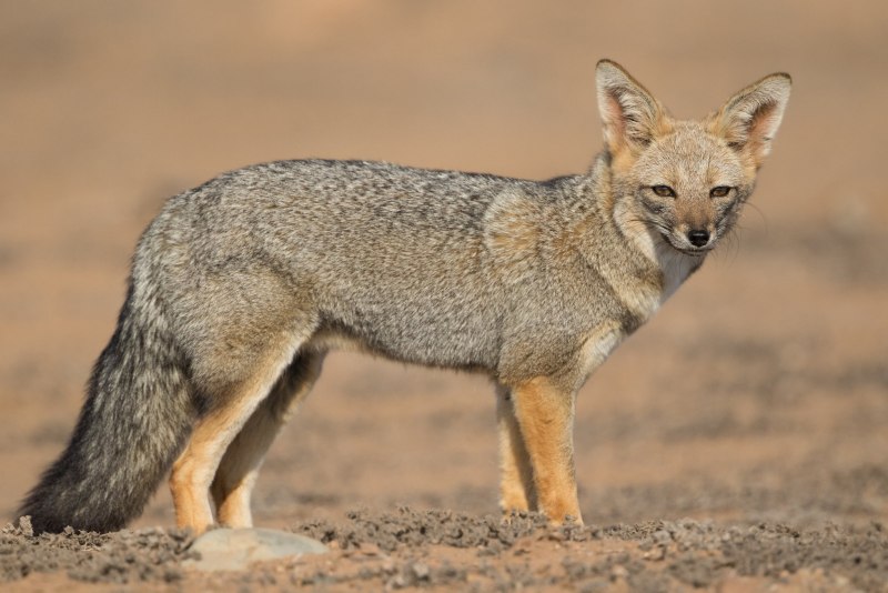 Lycalopex sechurae