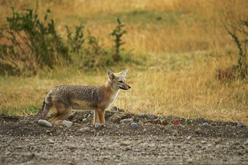 Пампасская лисица Южной Америки