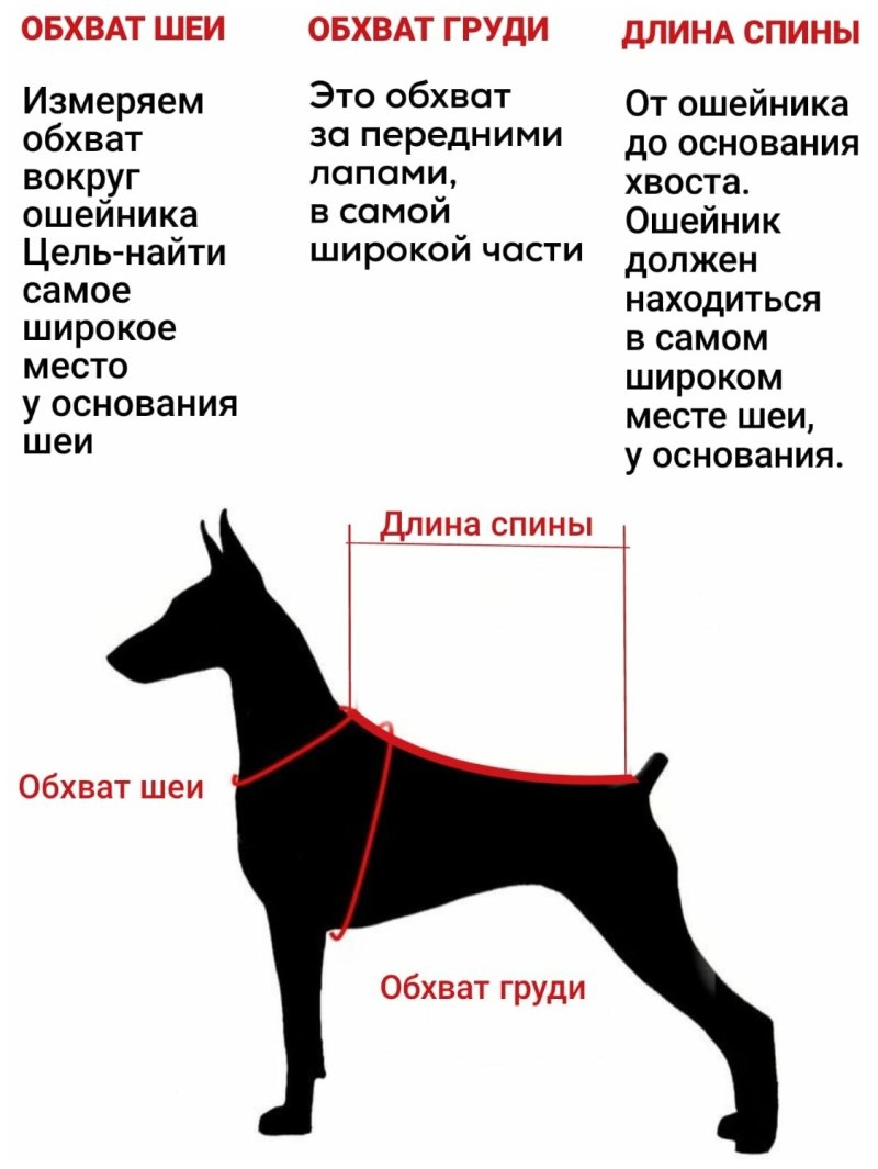 Обхват груди