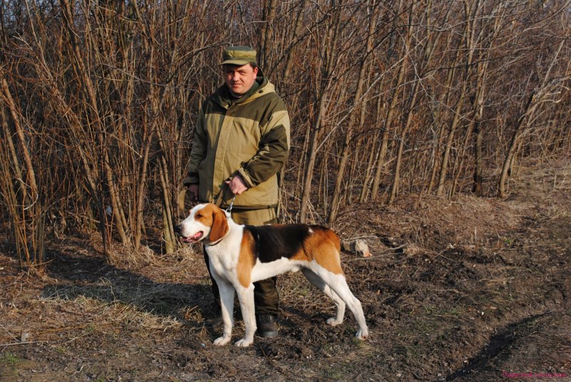 Эстонская гончая стойка