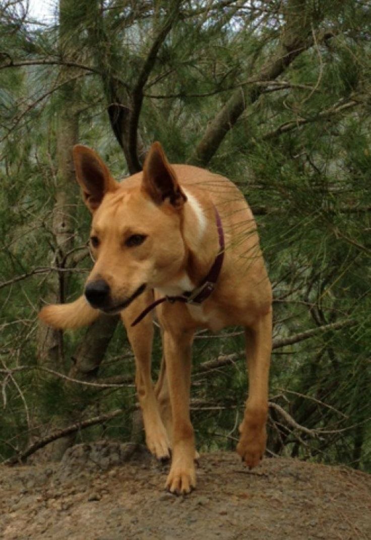 Каролинская собака Carolina Dog