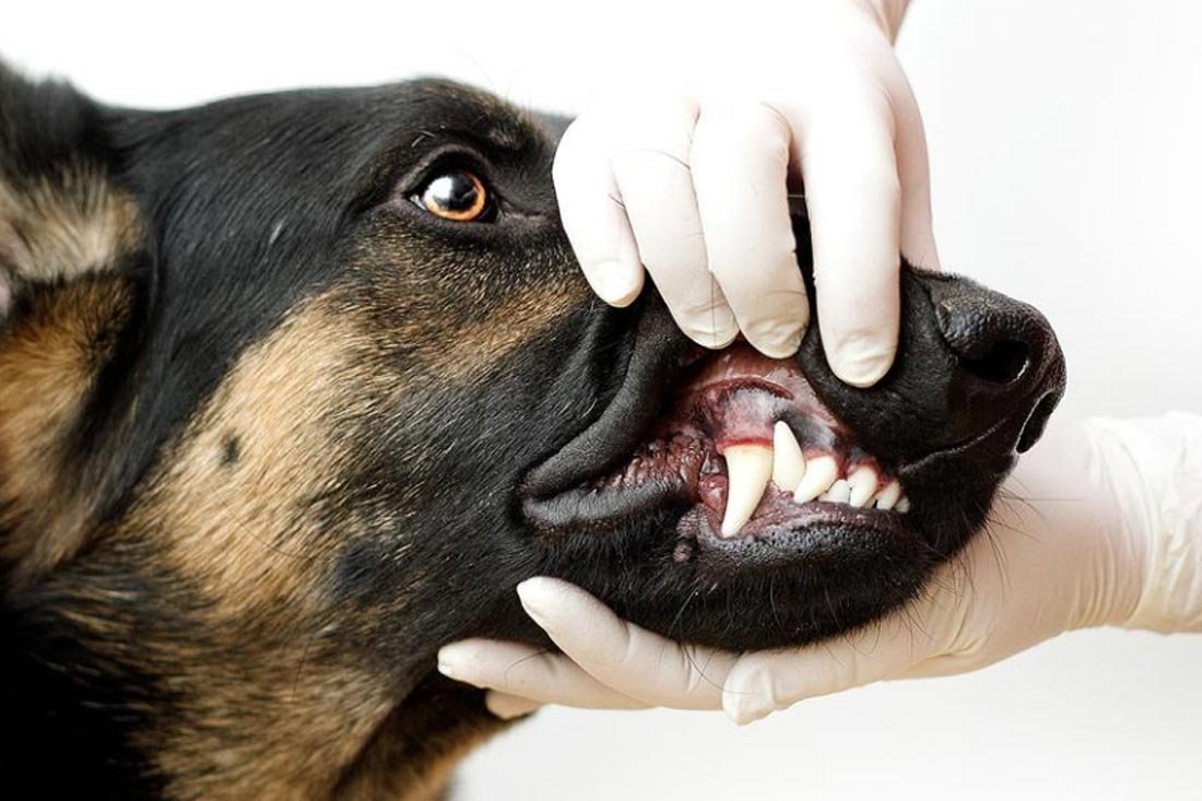Собака рот зубы