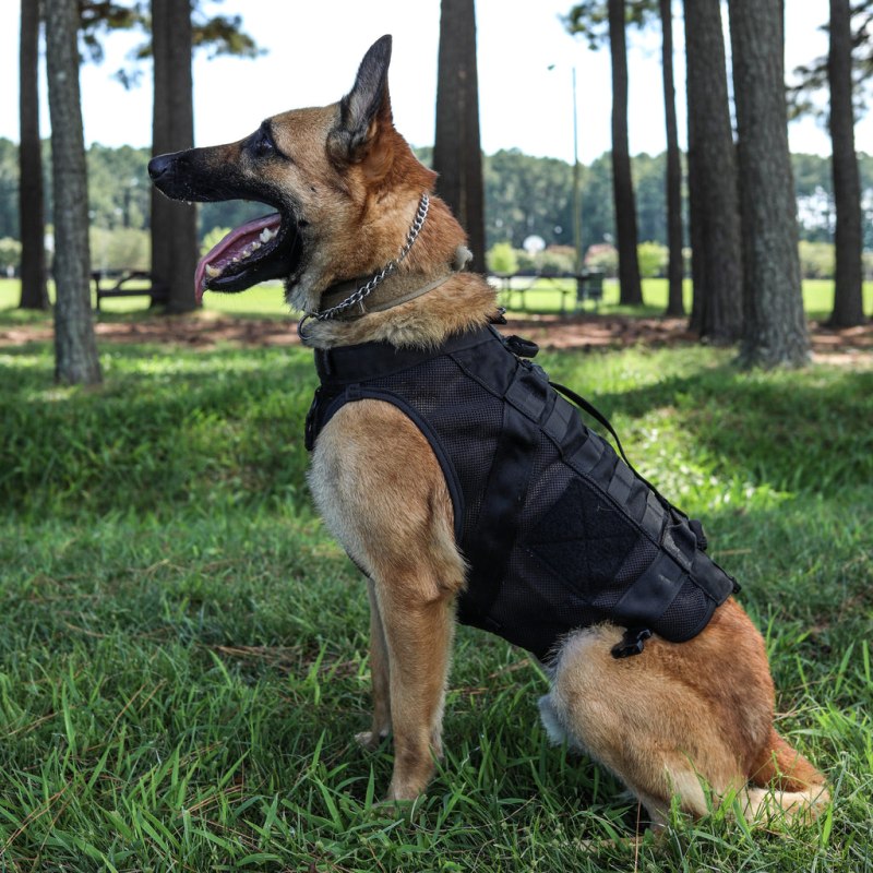 Немецкая овчарка k9