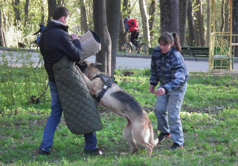 Специальная дрессировка собак