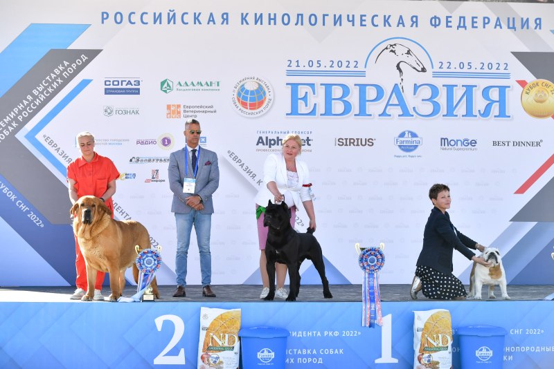Евразия 2022 выставка собак