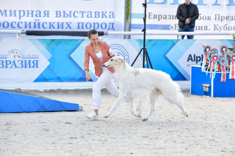 Евразия 2022 выставка собак