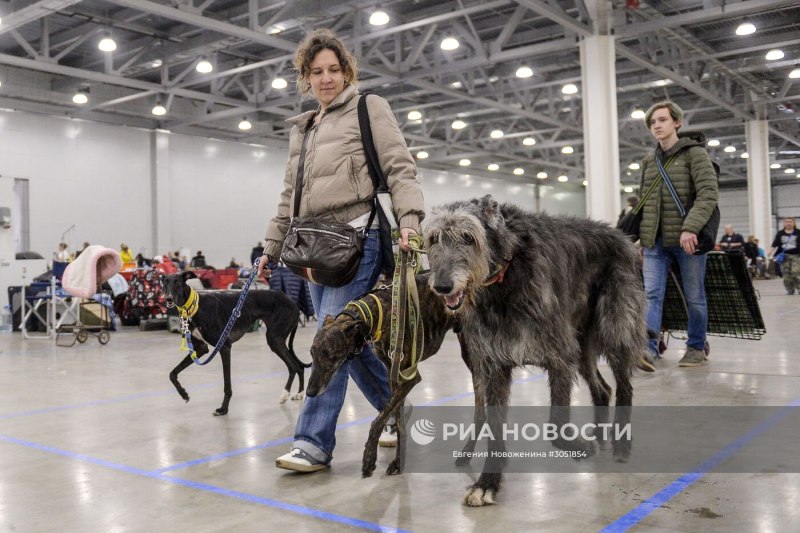 Выставка собак в Москве 2021 в Крокус Экспо