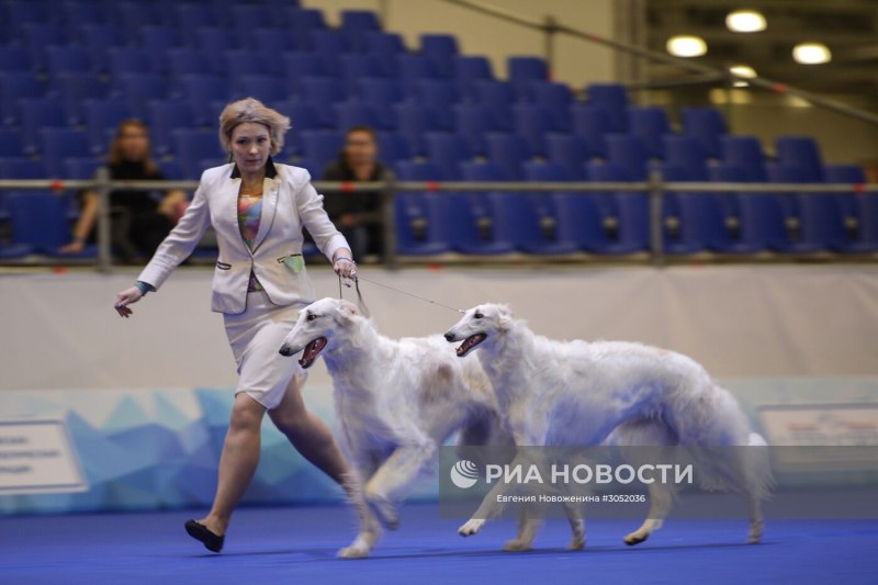 Евразия 2022 выставка собак