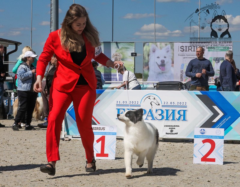 Выставка собак Россия 2022