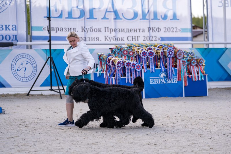 Евразия 2022 выставка собак