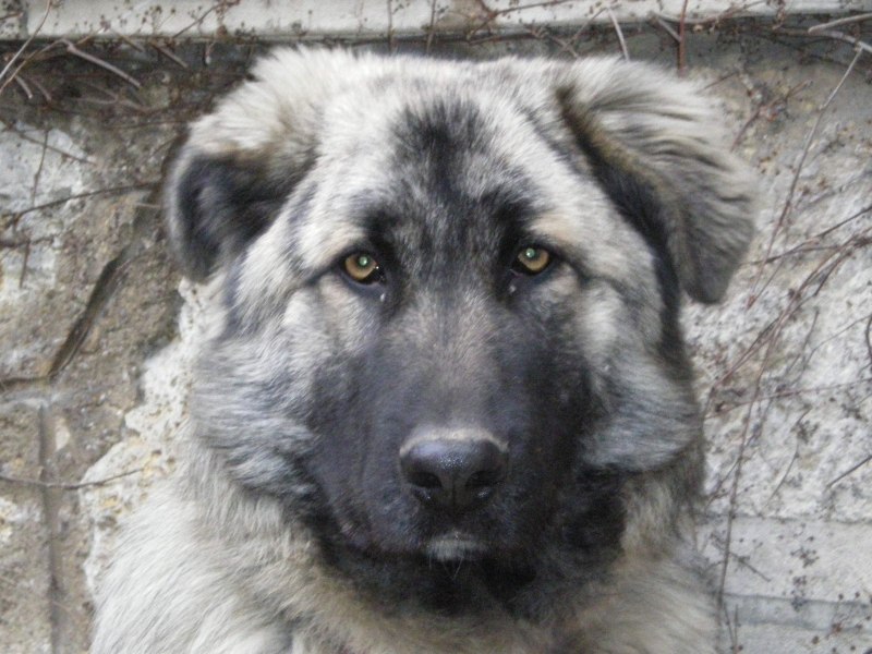 Atlas Mountain Dog — Aidi