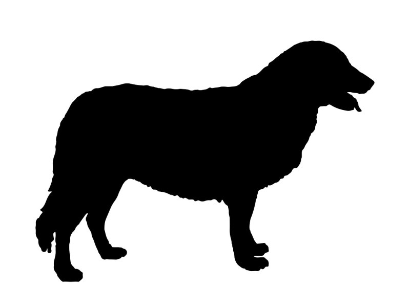 Atlas Mountain Dog — Aidi