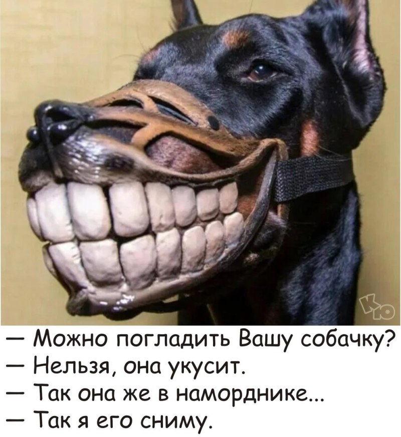 Доберман в наморднике