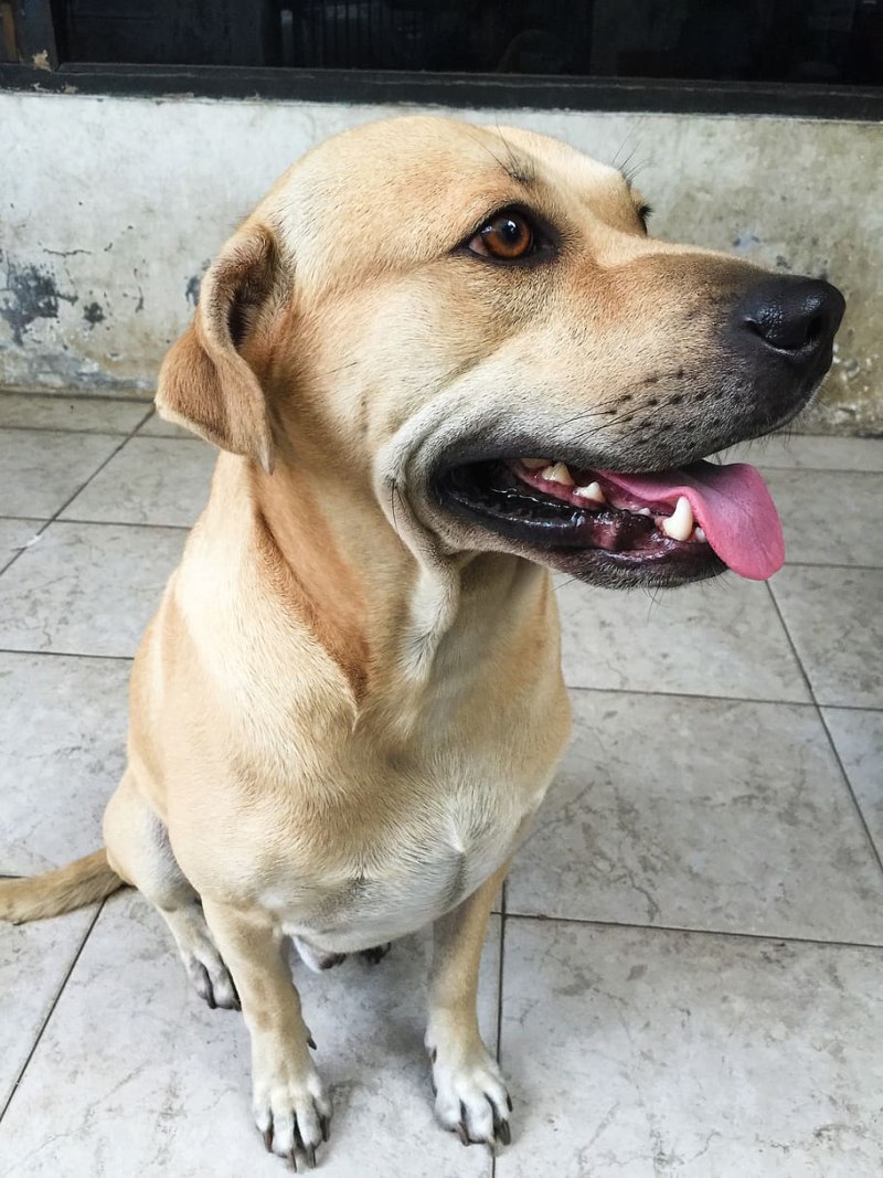 Black mouth cur порода