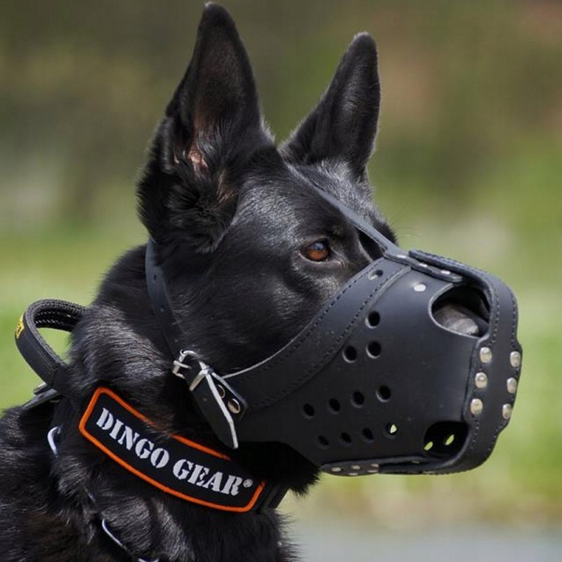 Dingo Gear ошейник